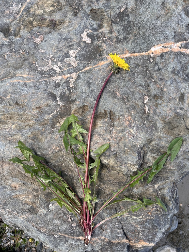 Alpestria