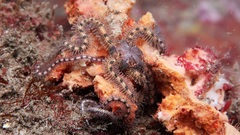 Ophiothrix spongicola