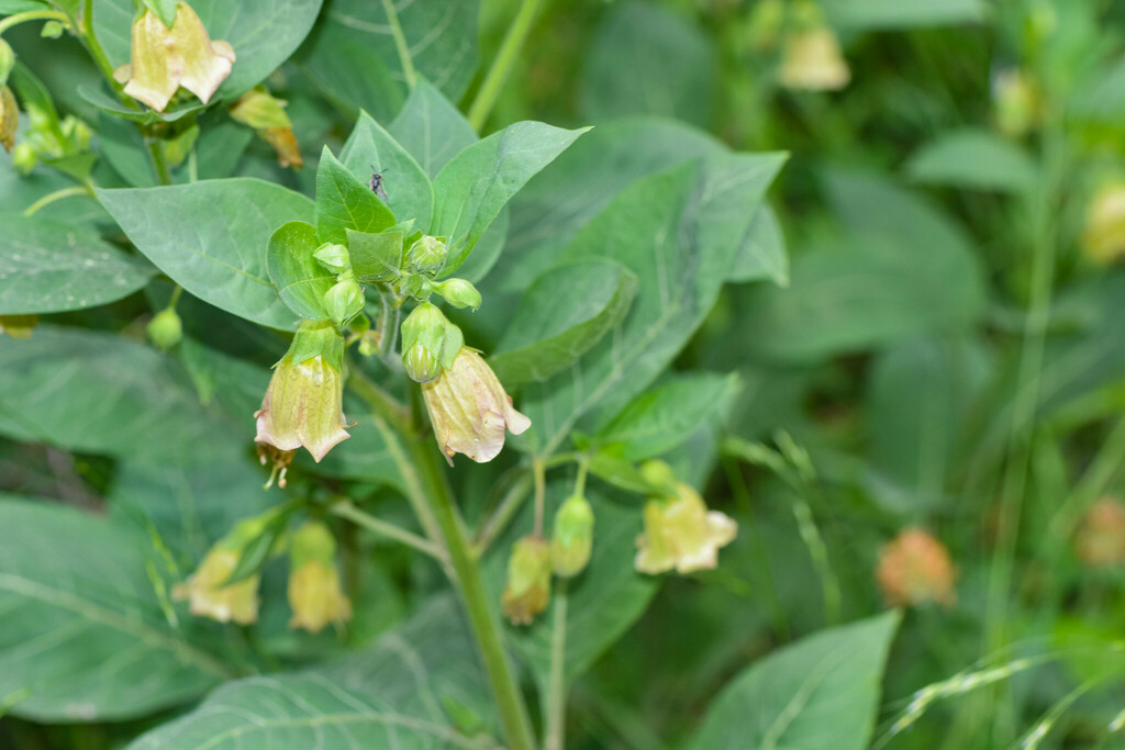 Atropa × martiana