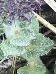 Veronica wyomingensis