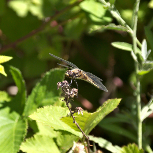 Four-spotted Chaser