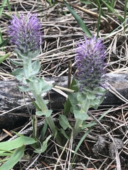 Veronica wyomingensis