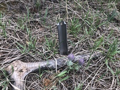 Veronica wyomingensis