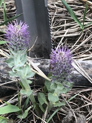 Veronica wyomingensis