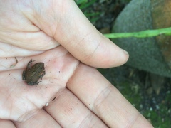Anaxyrus terrestris