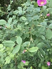 Rosa pisocarpa