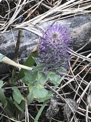 Veronica wyomingensis