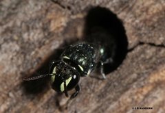 Hylaeus disjunctus