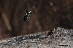 Hylaeus disjunctus
