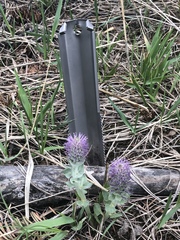 Veronica wyomingensis