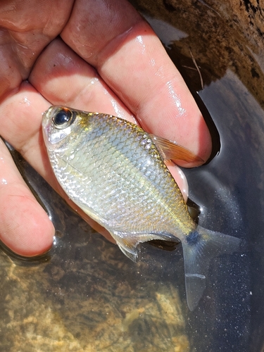 Georgia tetra (Moenkhausia georgiae) — Characidae — 4