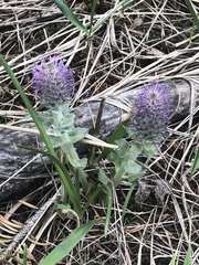 Veronica wyomingensis