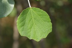 Populus