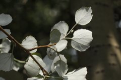 Populus