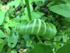 Arisaema stewardsonii