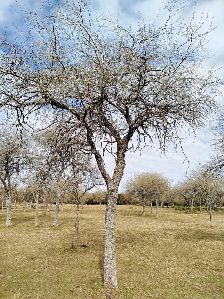 Prosopis affinis Spreng. 4