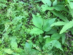 Arisaema stewardsonii