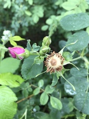Rosa pisocarpa