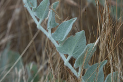 Calystegia malacophylla pedicellata