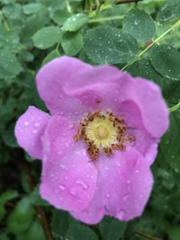 Rosa pisocarpa