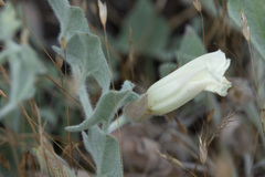 Calystegia malacophylla pedicellata