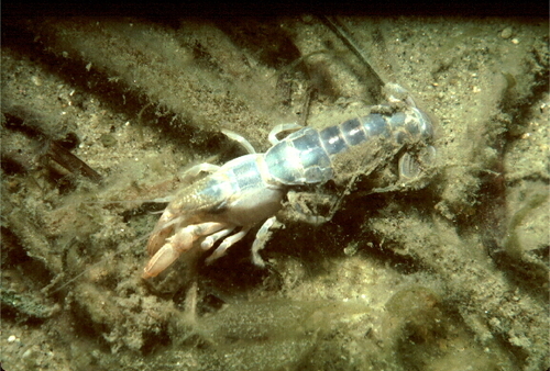 Género Axius · iNaturalist Mexico