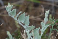 Calystegia malacophylla pedicellata