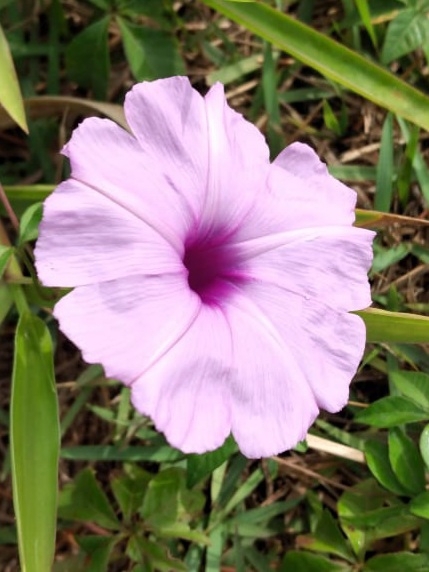 Ipomoea cairica