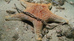 Pentaceraster regulus