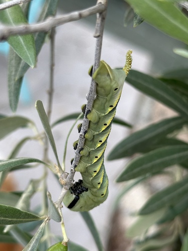 Acherontia atropos