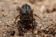 Holoplatys planissima