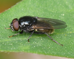 Cheilosia albitarsis