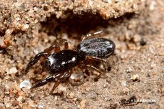 Holoplatys planissima