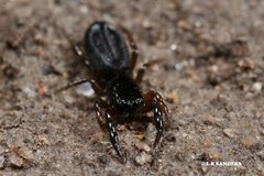 Holoplatys planissima