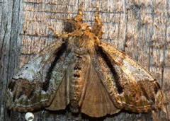Dasychira obliquata