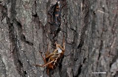 Havinthus rufovarius