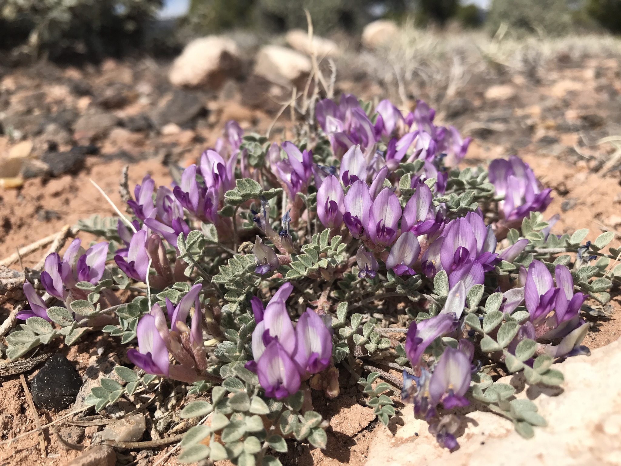 Astragalus laccoliticus