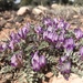 Astragalus chamaeleuce laccoliticus - Photo (c) Stephanie, some rights reserved (CC BY-NC-ND), uploaded by Stephanie