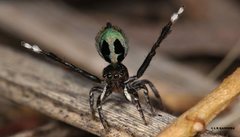 Maratus chrysomelas