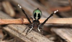 Maratus chrysomelas