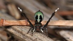 Maratus chrysomelas