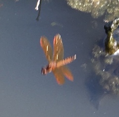 Perithemis tenera