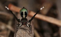 Maratus chrysomelas