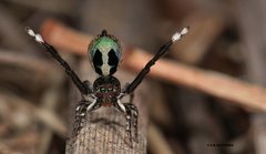 Maratus chrysomelas