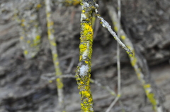 Chrysothrix granulosa