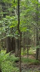 Fraxinus nigra