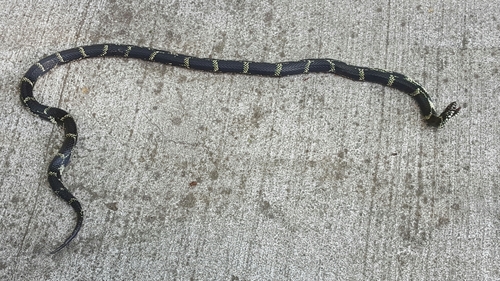 Lampropeltis getula