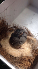 Dumetella carolinensis