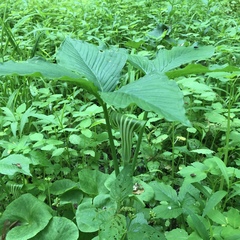 Arisaema stewardsonii