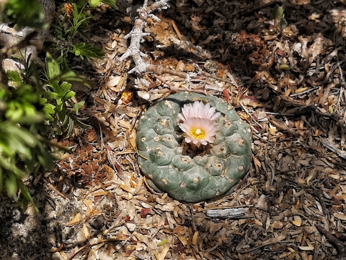 Lophophora williamsii